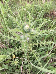 Cirsium pumilum