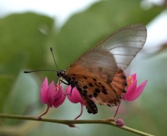 Acraea lia