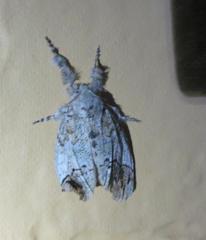 Dasychira meridionalis