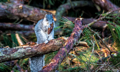 Sciurus niger cinereus