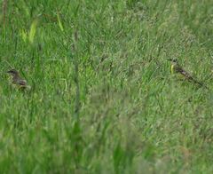 Motacilla flava cinereocapilla