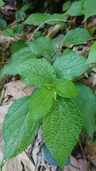 Boehmeria pilosiuscula