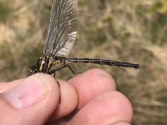 Phanogomphus spicatus