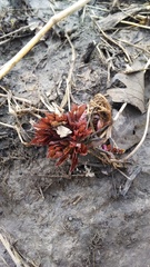 Angelica atropurpurea