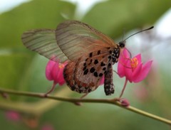 Acraea lia