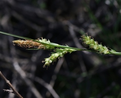 Carex triquetra