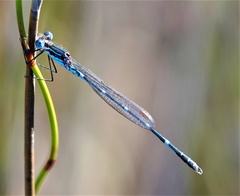 Austrolestes minjerriba