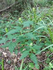 Yeatesia viridiflora