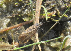 Oligostomis ocelligera