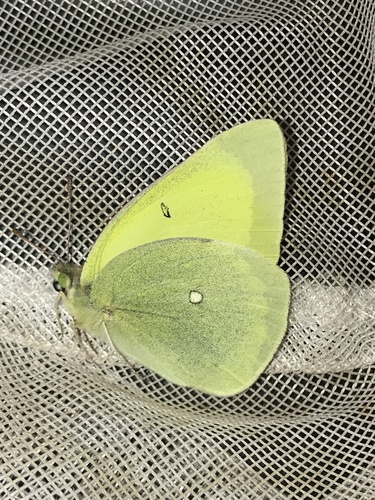 Queen Alexandra’s Sulphur photo 3
