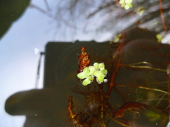 Lemna turionifera