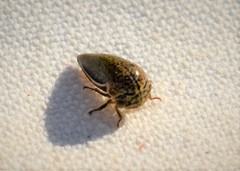 Stictopelta marmorata