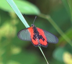 Acraea lia