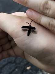 Lucidota atra