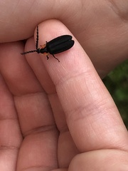 Lucidota atra