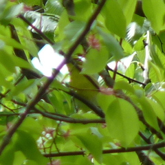 Vireo flavifrons
