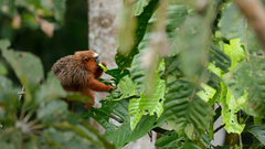 Plecturocebus discolor