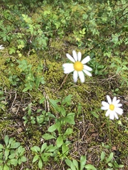 Astranthium integrifolium