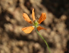 Papaver californicum