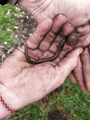 Hemiergis talbingoensis