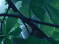 Vireo olivaceus