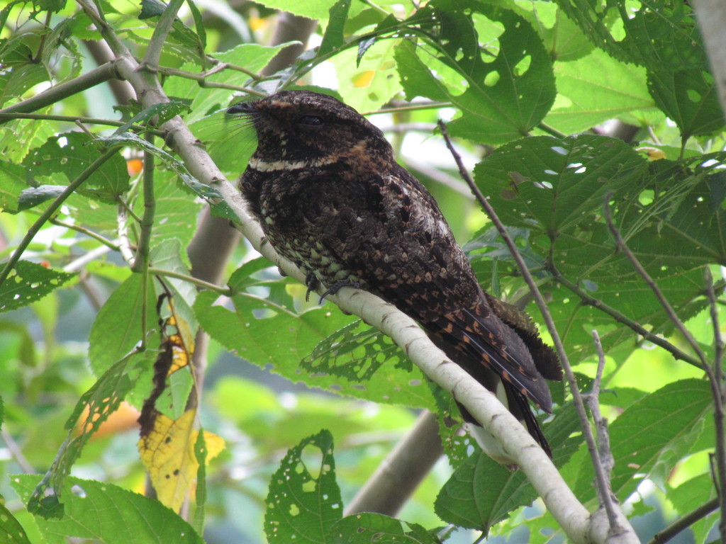 Tawny-collared Nightjar photo