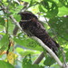 Tawny-collared Nightjar - Photo (c) Francisco Jose Gomez Marin, some rights reserved (CC BY-NC), uploaded by Francisco Jose Gomez Marin