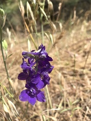 Delphinium hansenii