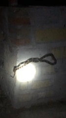 Pituophis deppei