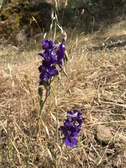 Delphinium hansenii