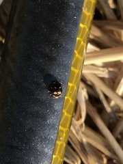 Brachiacantha ursina