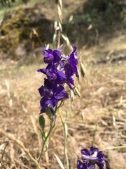 Delphinium hansenii
