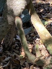 Nyctocereus serpentinus
