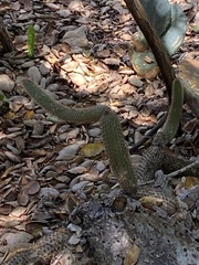 Nyctocereus serpentinus