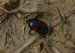 Hister quadrimaculatus