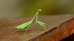 Pseudoxyops perpulchra