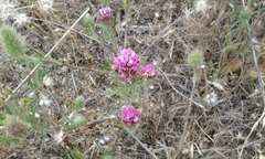 Castilleja exserta exserta