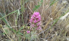 Castilleja exserta exserta