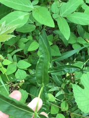 Phlox maculata pyramidalis