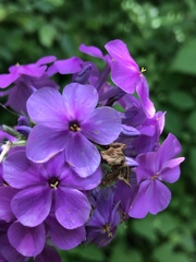 Phlox maculata pyramidalis