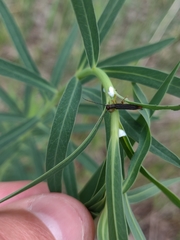 Oberea erythrocephala