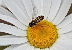 Lapposyrphus aberrantis