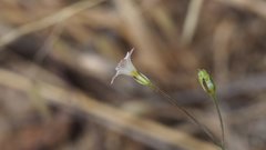 Saltugilia australis
