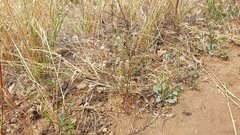 Saltugilia australis