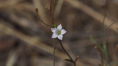 Saltugilia australis