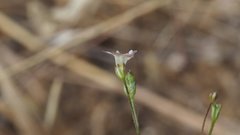 Saltugilia australis