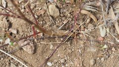 Saltugilia australis