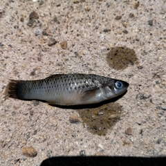 Poecilia sphenops