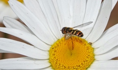 Lapposyrphus aberrantis