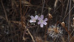 Stephanomeria exigua exigua